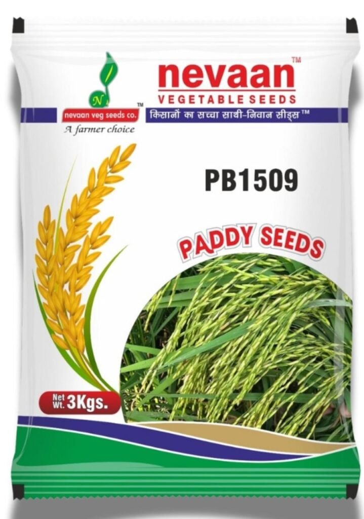 nevaan pb1 paddy seeds