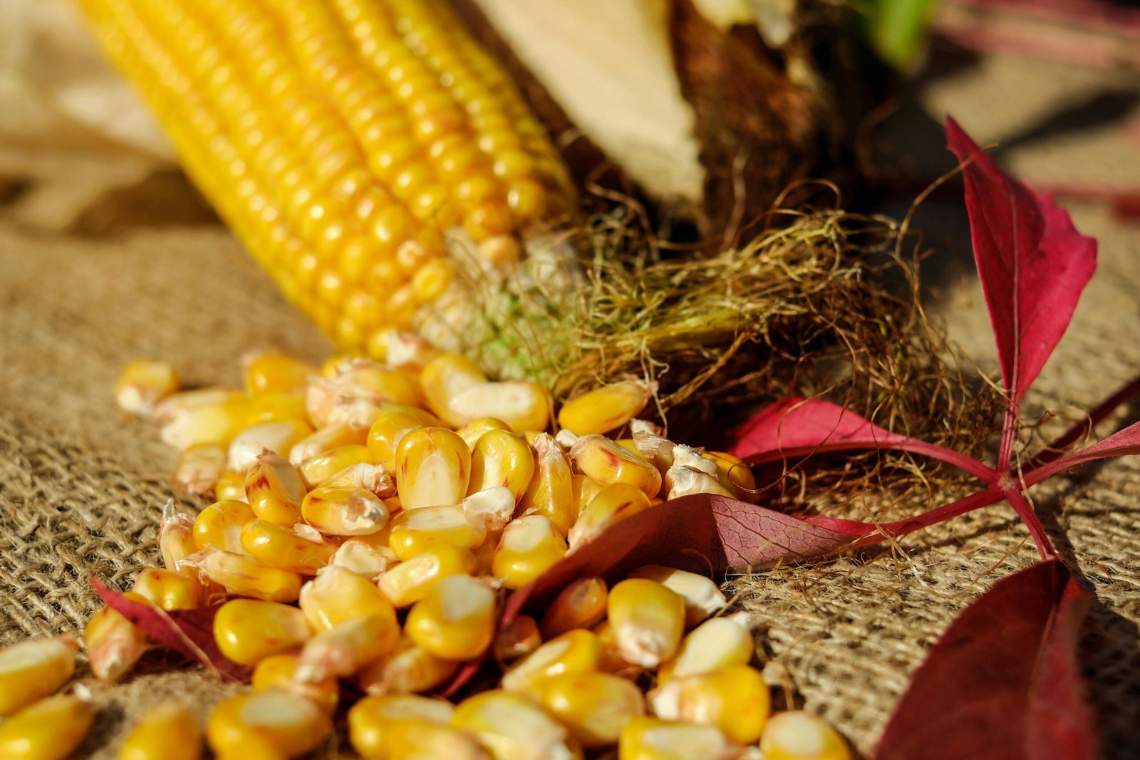 Products Close-up of golden corn kernels and cob on burlap with autumn leaves, highlighting a rustic and natural feel.