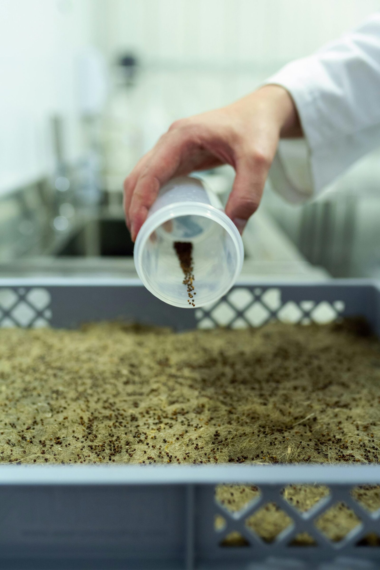 A scientist pours seeds into a tray in a lab, focusing on agricultural research and sustainability.