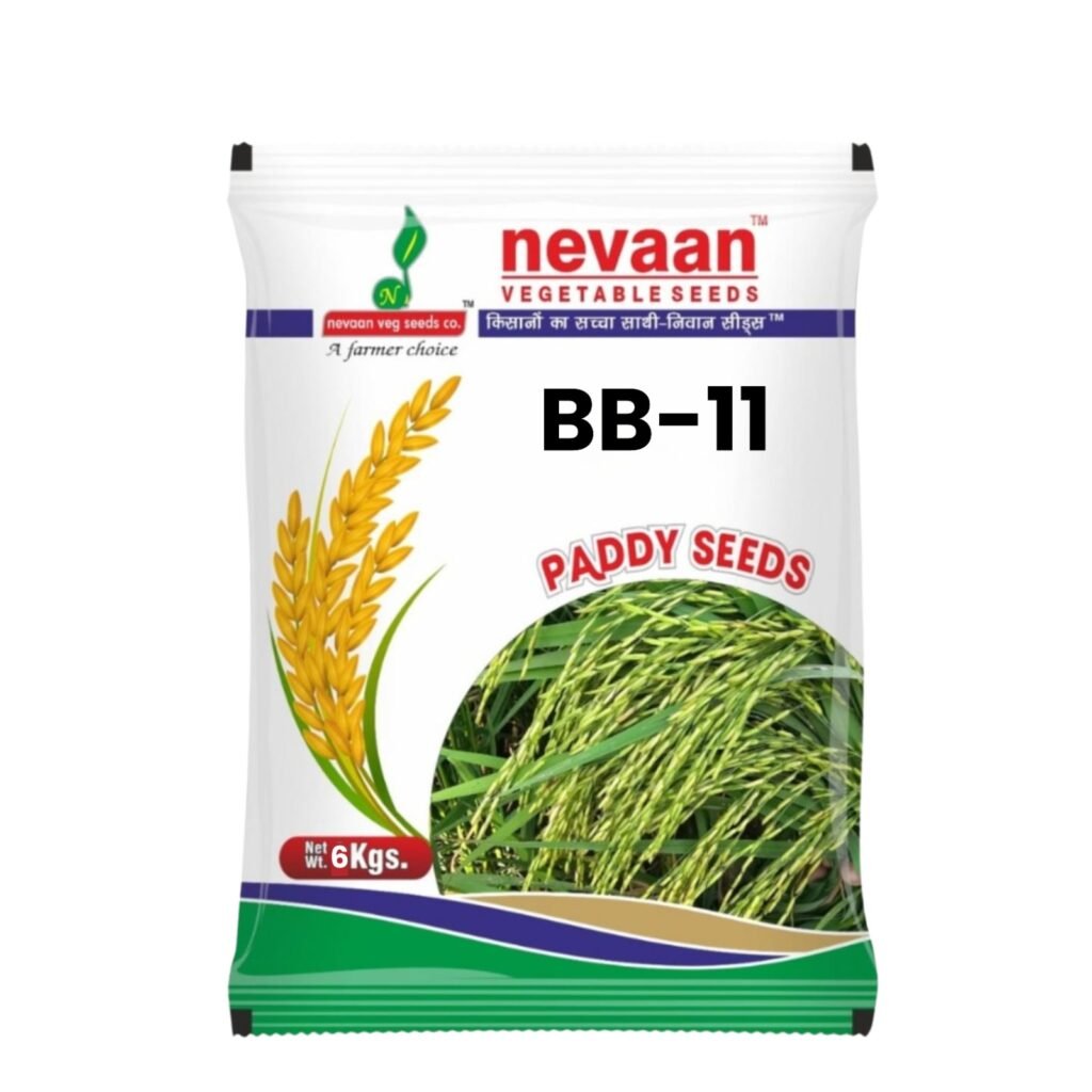 paddy seeds bb 11
